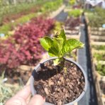 Hortenzia kalinolistá (Hydrangea macrophylla) ‘HI TORNADO’® - výška 15-25 cm, kont. C1,5L 